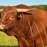 Salers Cattle bull