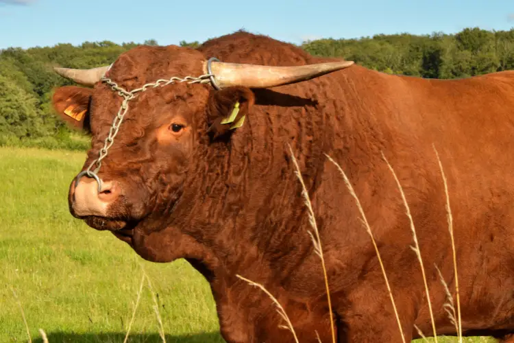 Salers Cattle bull