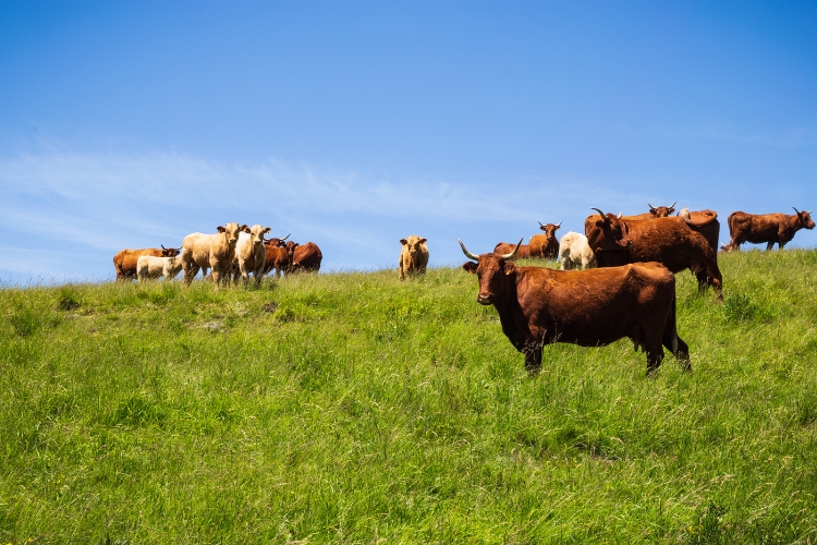 Salers cows in pasture