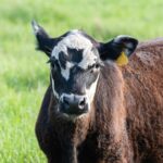 Selenium Deficiencies in black baldy calf