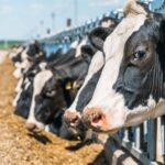 Sexed Semen Technology for Precision Cattle Breeding