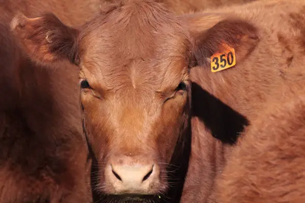 Shorthorn cow