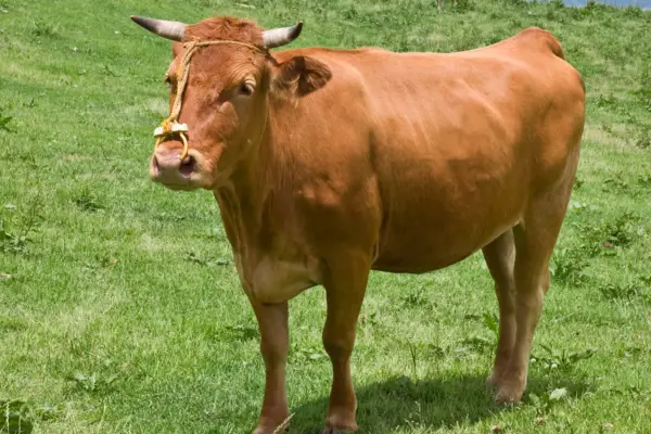 Shorthorn cow Cattle Breed