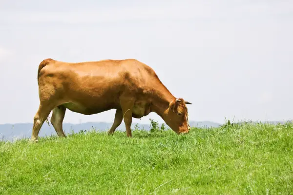 Shorthorn cow feeding grass