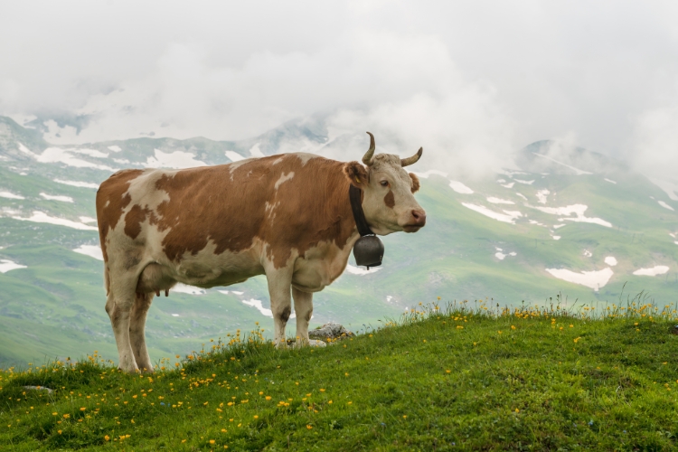 Simmental cow Breed