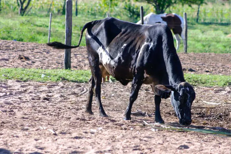 Cow grazing but not eating - Understanding Abortion in Cattle: Causes and Preventive Measures.