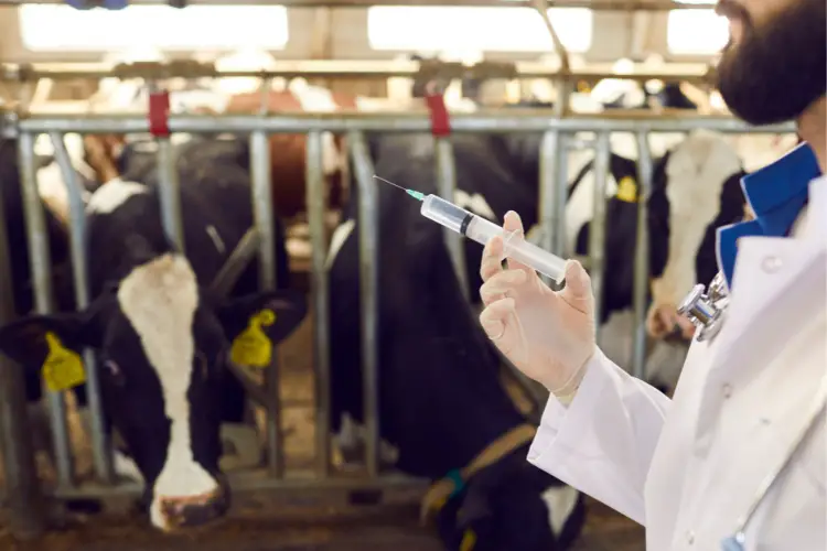 Cattle Vaccination - Understanding Abortion in Cattle: Causes and Preventive Measures