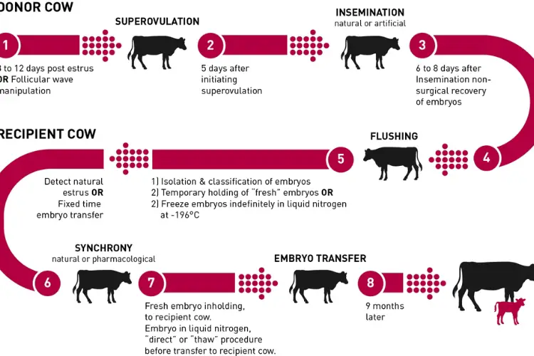 cow embryo transplant technology