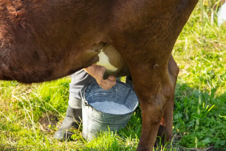 managing milk fever in cows 