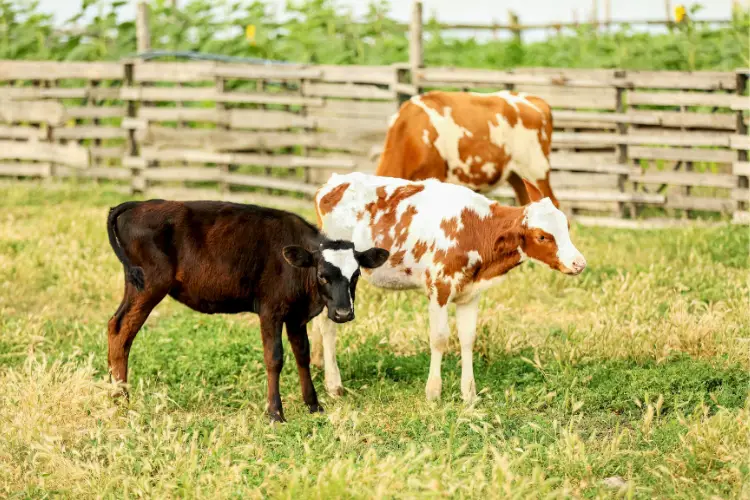 rotating calves pastures