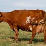 Aussie Red Cattle