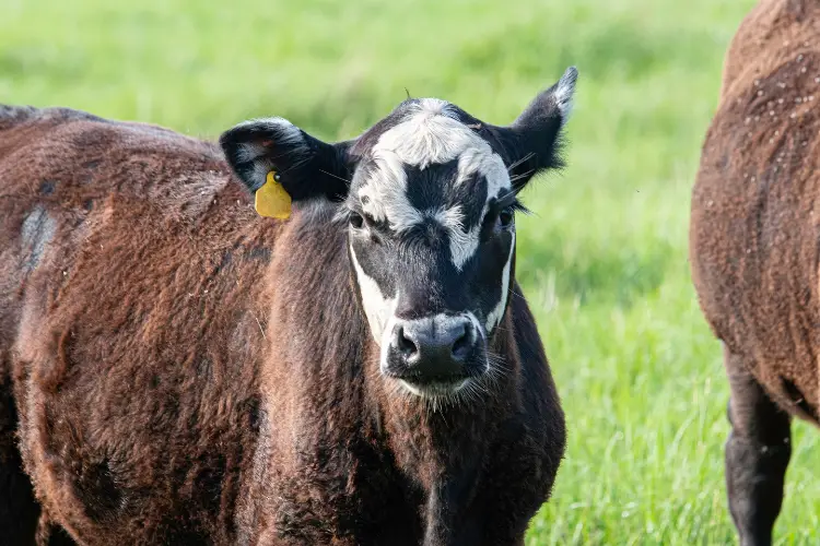Calcium Deficiency in Cattle
