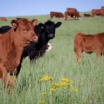 Cattle Breeds grazing in fields