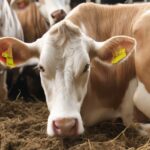 Displaced Abomasums in Dairy Cattle