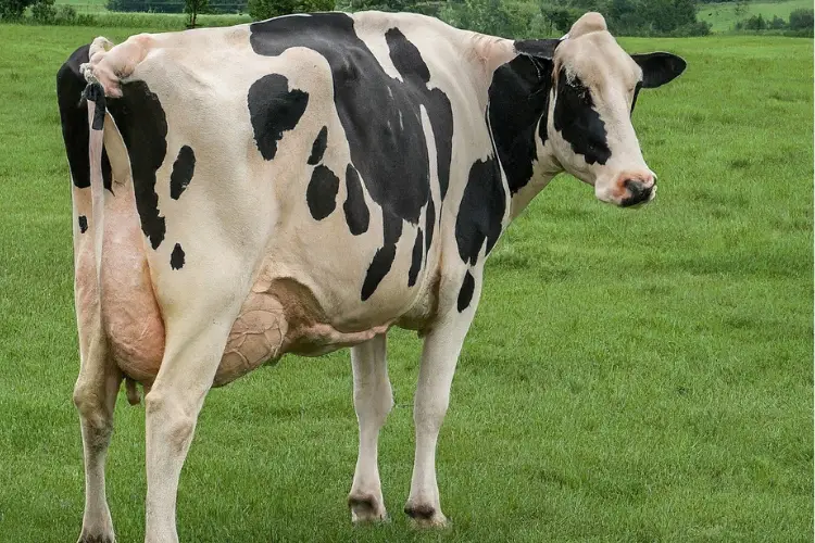 Displaced Abomasums in Dairy Cattle cow
