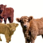 Miniature cattle breed