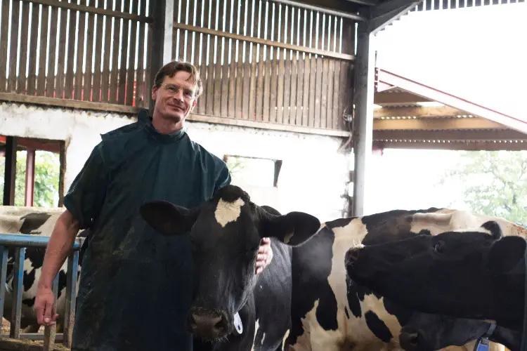 vet with cow in cattle farm