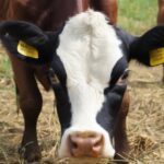weak cattle because of Neonatal Calf Diarrhea