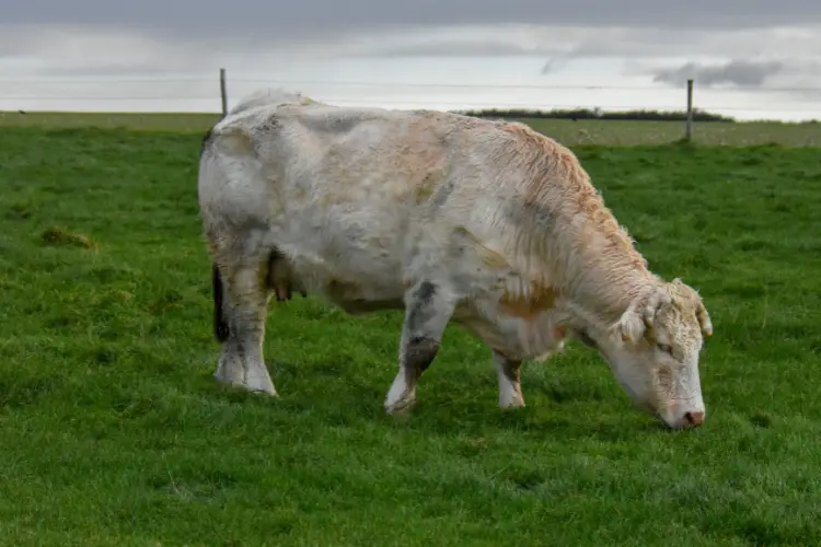 Blonde d'Aquitaine