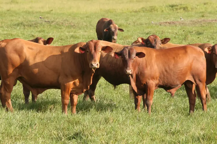 Cattle Breeds