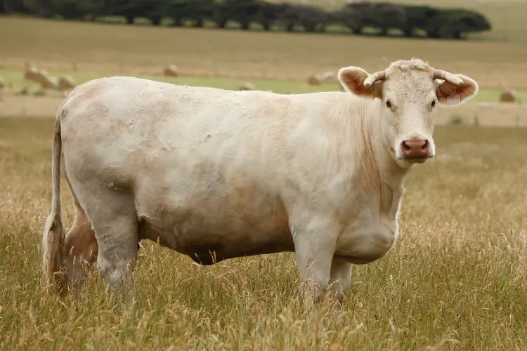 Charolais cow in filed