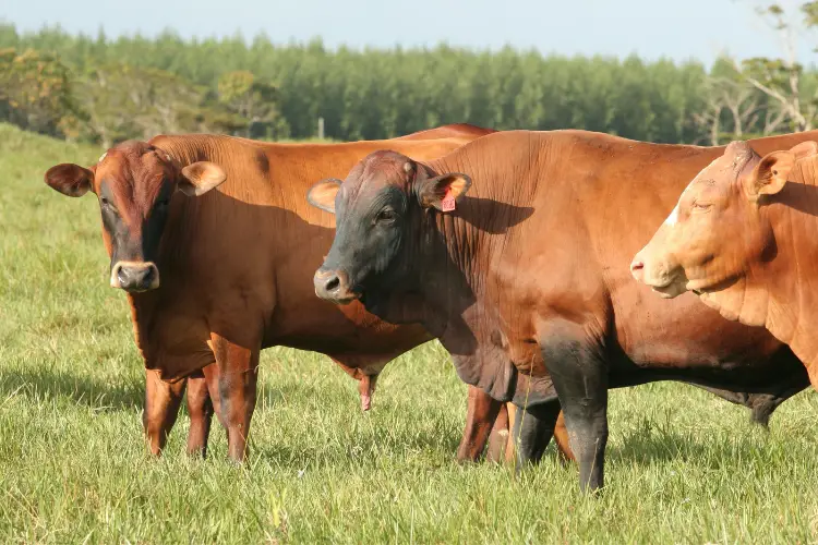 Continental cattle Breeds