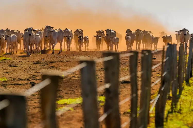 Effects of Cattle Farming on the Environment