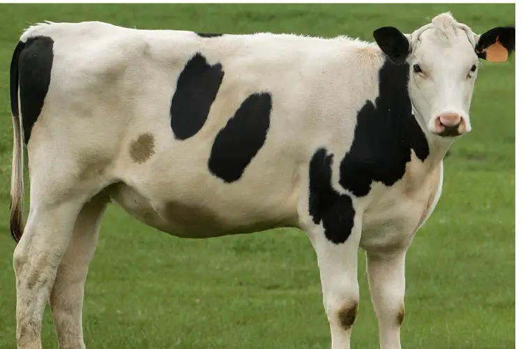 Laminitis in Cattle white black cow