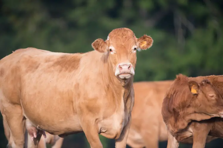 Limousin cow