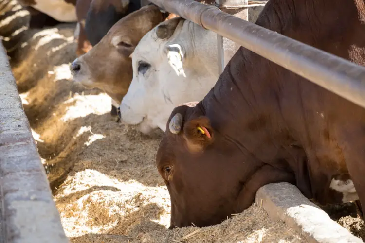 cattle feeding