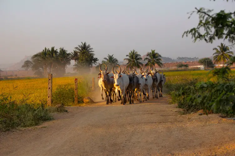 indian Amritmahal cow cattle breed