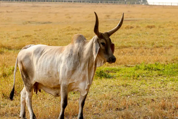 indian Kankrej cattle breed