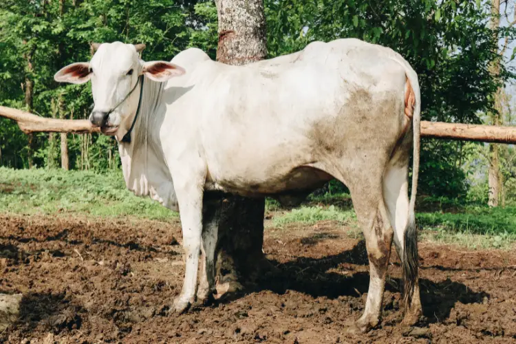 indian Ongole cattle breed