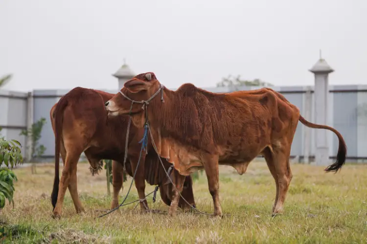 indian Sahiwal cattle breed