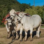 indian cattle breed