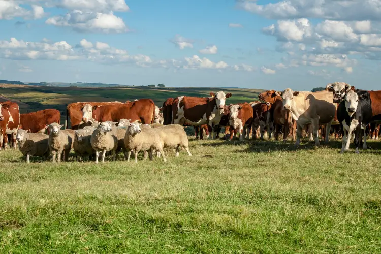 indian cattle breeds