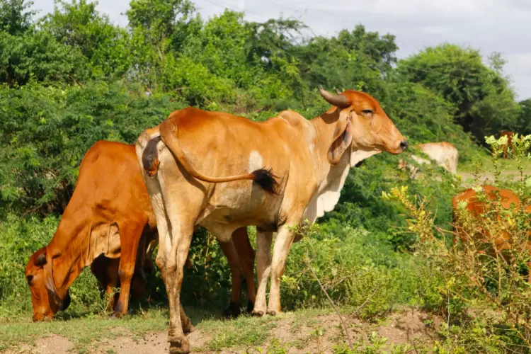 indian desi gir cattle breed