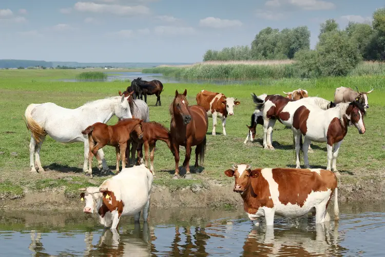 Cattle Farming in China