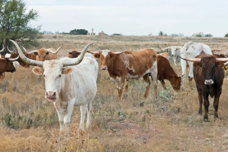 Texas Longhorn cattle