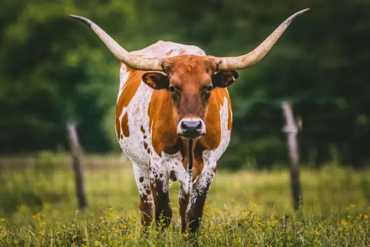 The Longhorn Texas cow