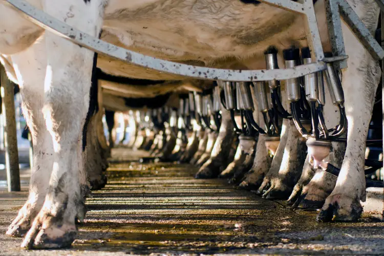 Cattle-Handling-Facilities