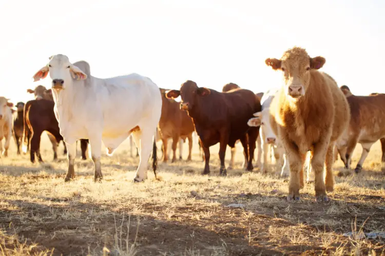 Cattle on grss