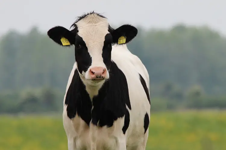 Cow focus