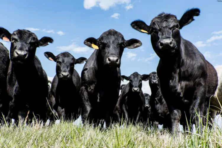 2 Beefalo Cattle are standing on grass and watching straight (1)