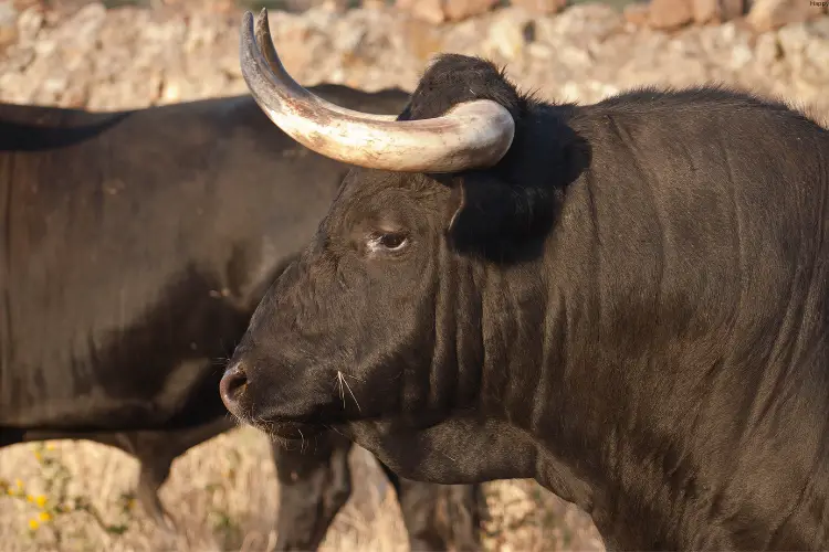 2 Beefalo Cattle are standing together