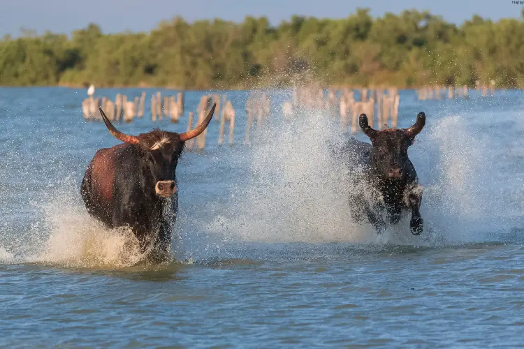 2 cattles are running in water