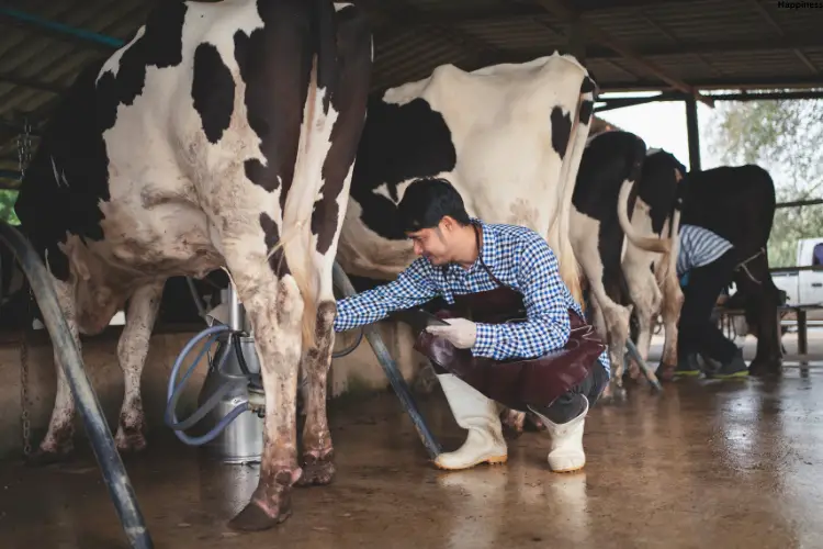 A man is getting cattle Milk