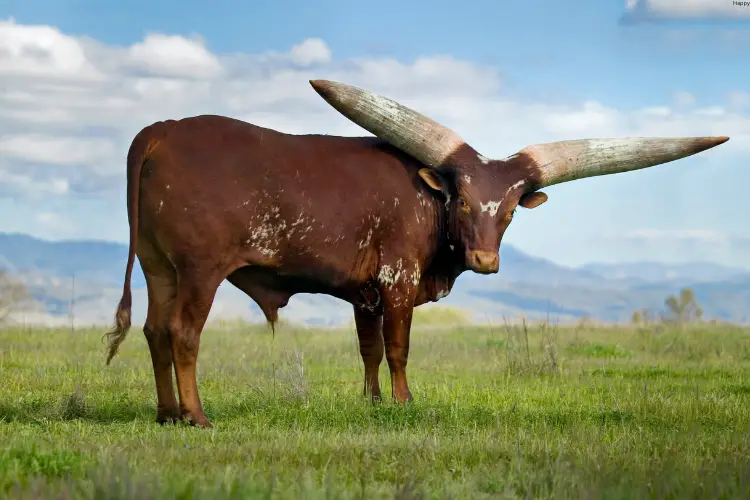 Ankole-Watusi is watching straight while standing in green ground