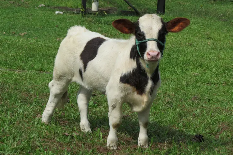 Baby cow is standing and watching straight