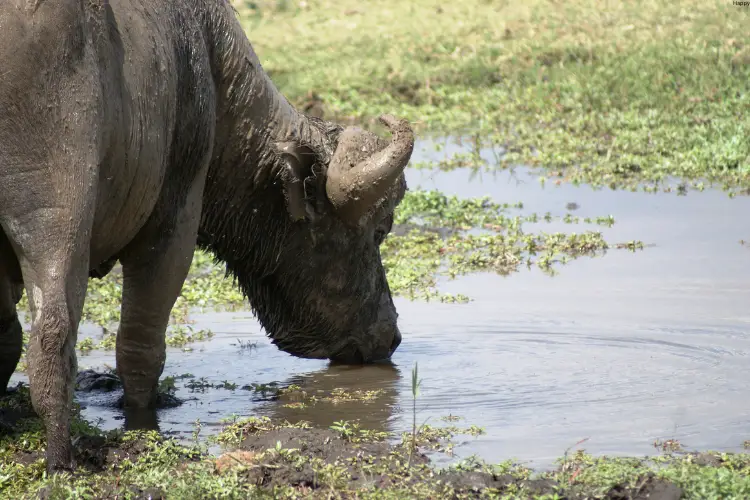 Beefalo is drinking water alone